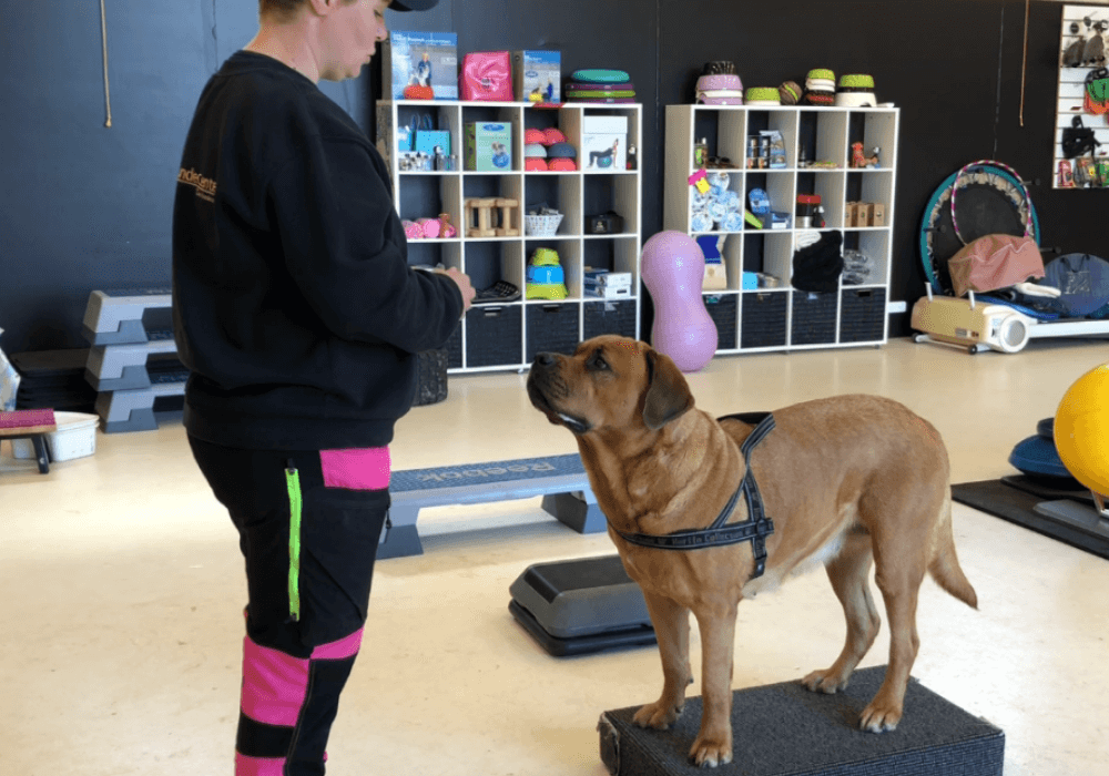 Dog fitness