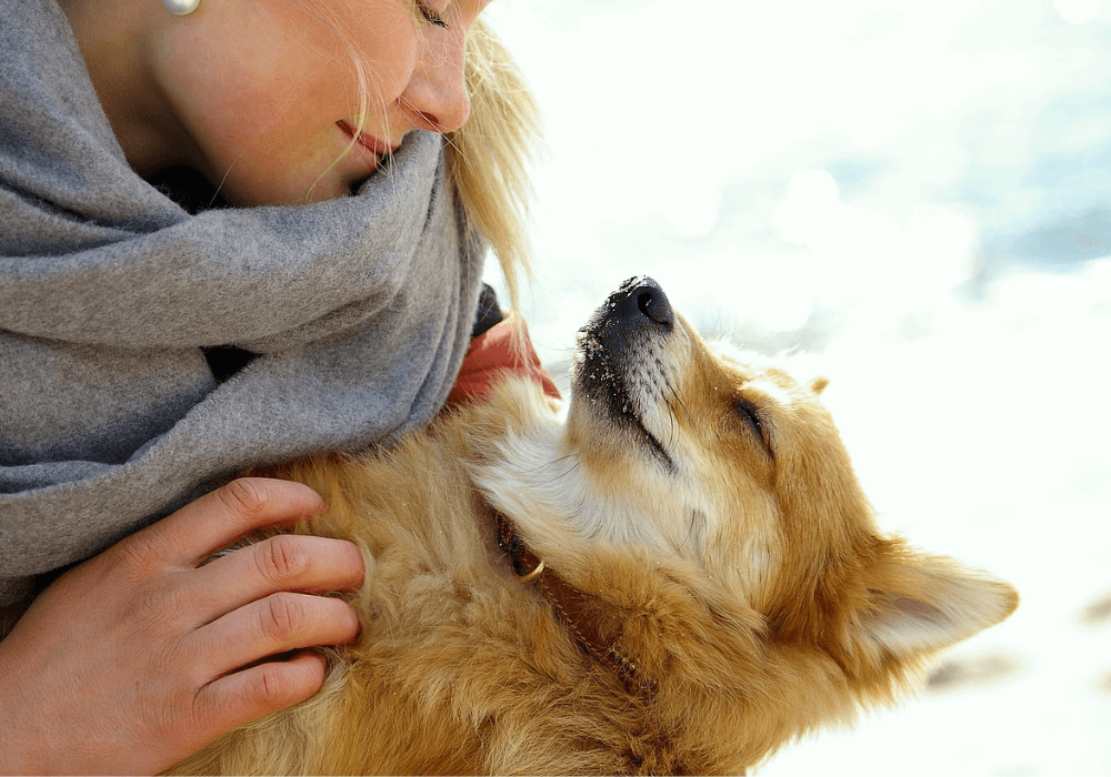 Goodwill Motivering Faret vild Hundemassage kan ændre din hunds adfærd - Gitte Asmann