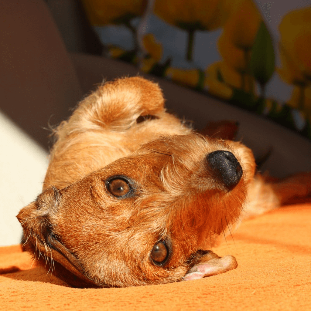 Massage hund