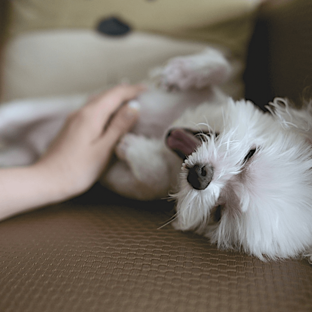massage hund