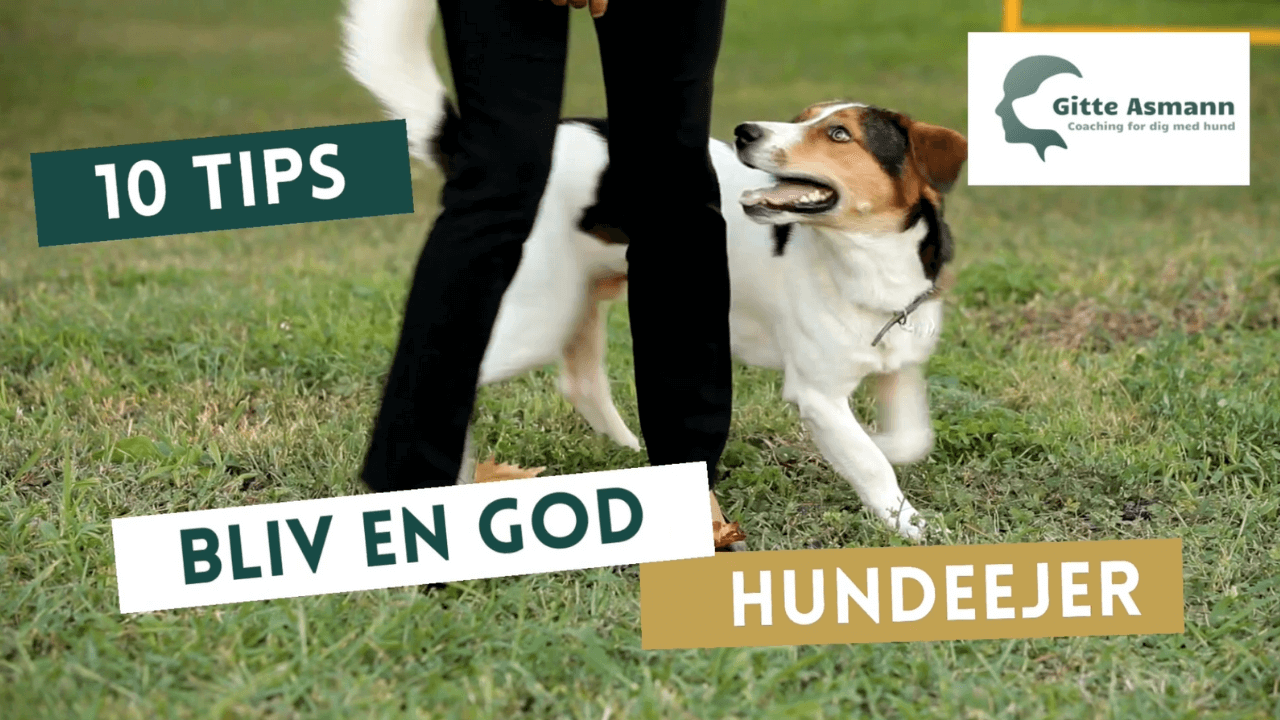 10 tips til at blive en god hundeejer