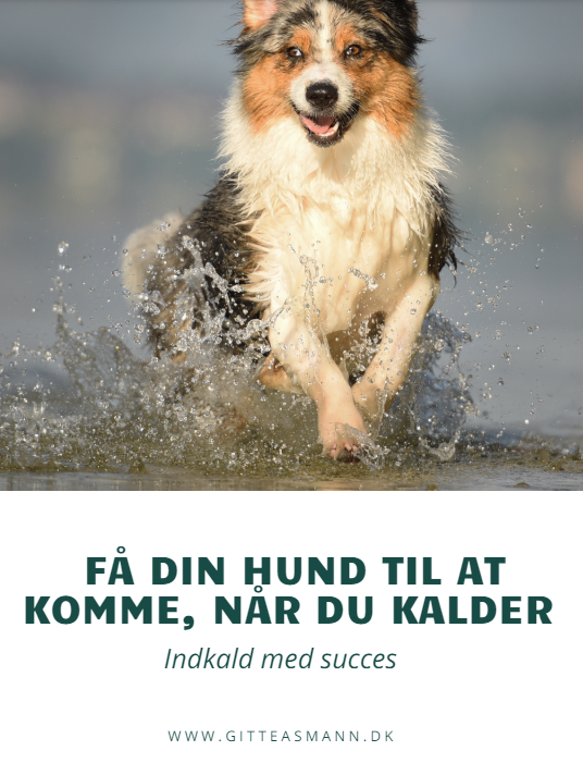 Indkald af hund