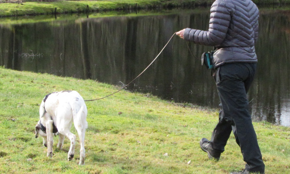 Gåtur med hund