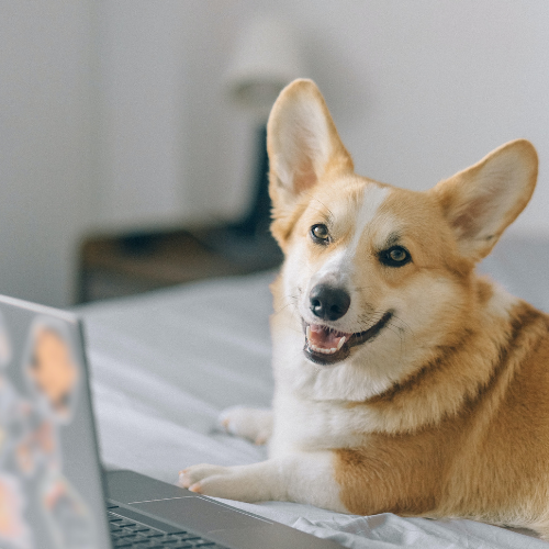 Hundeklubben-online-500-x-500